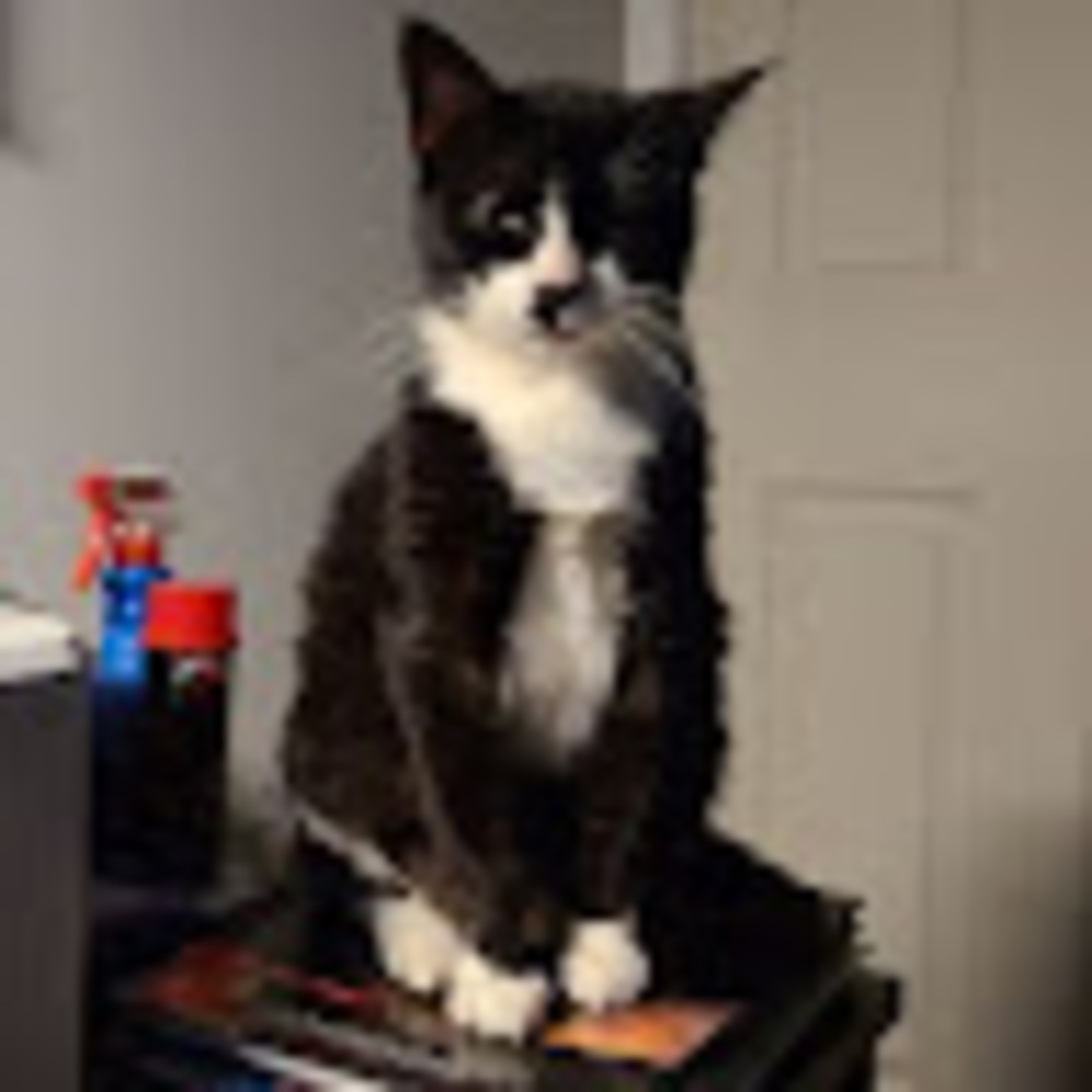Meet your Posher, Meankitty